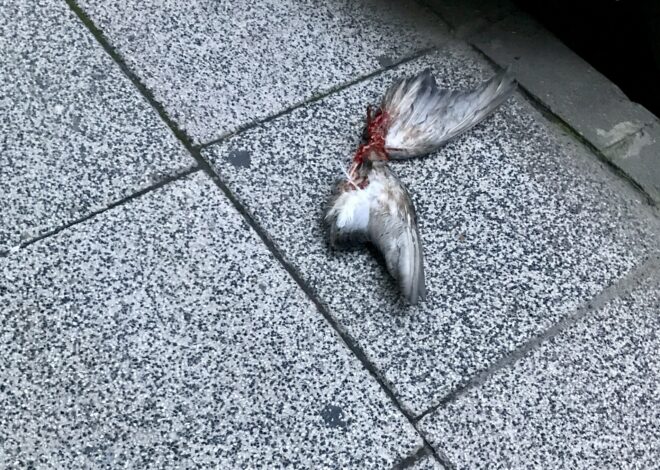 Sajó László: Angyal