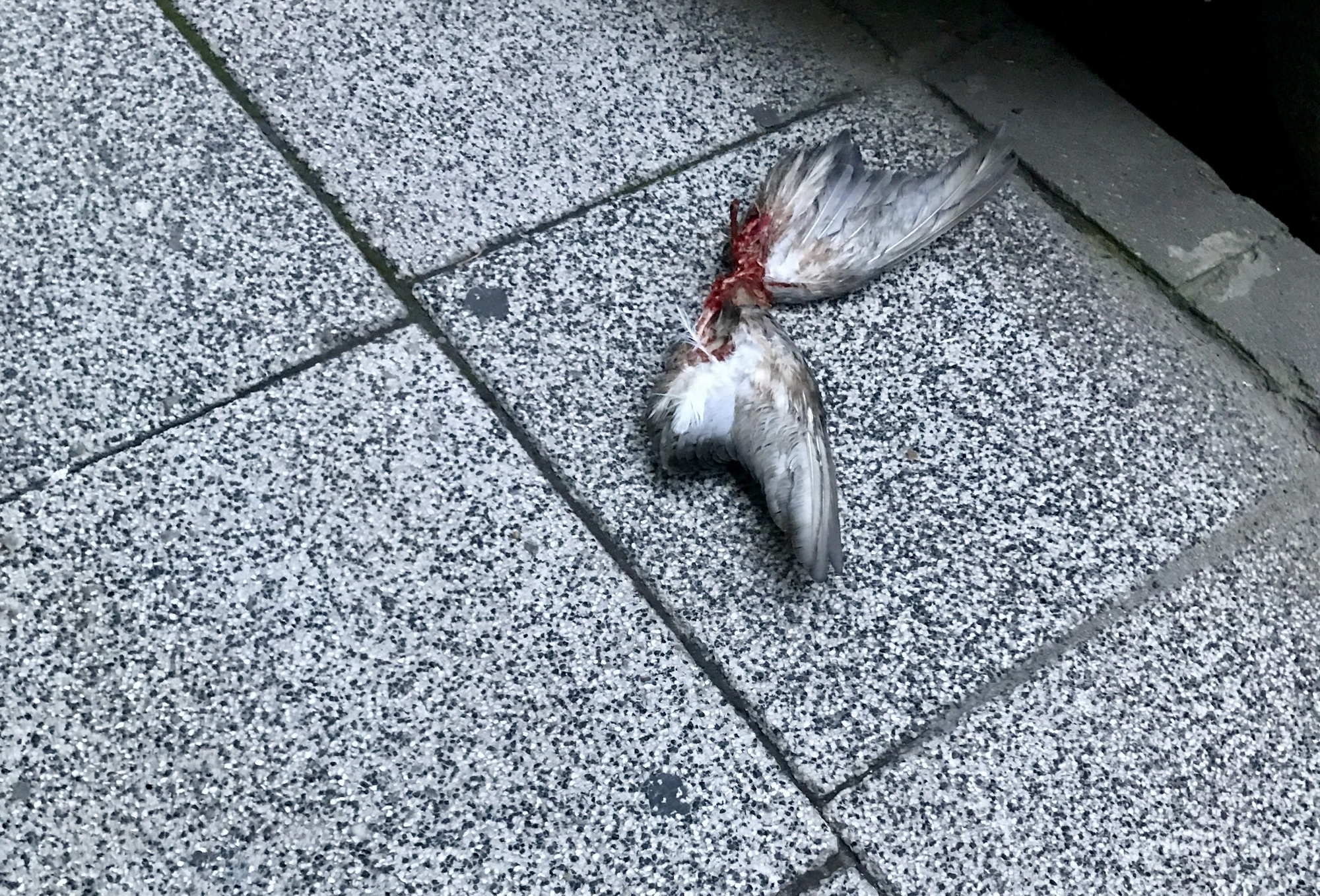 Sajó László: Angyal